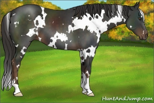 Horse Color:White Spotted Liver Chestnut