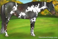 Horse Color:White Spotted Liver Chestnut