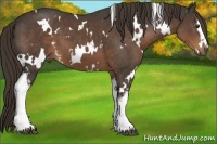 Horse Color:White Spotted Liver Chestnut
