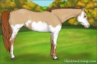 Horse Color:Red Dun Roan Splash Frame Rabicano