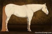 Horse Color:Red Dun Roan Splash Frame Rabicano