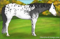 Horse Color:White Spotted Black Splash Appaloosa Rabicano 