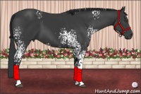Horse Color:White Spotted Black 