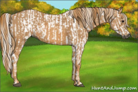 Horse Color:Gray White Spotted Black  Brindle