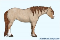 Horse Color:Red Dun Roan Splash Frame Rabicano