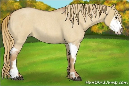 Horse Color:Red Dun Roan Splash Frame Rabicano 