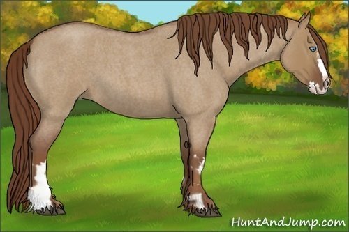 Horse Color:Red Dun Roan Splash Frame Rabicano 