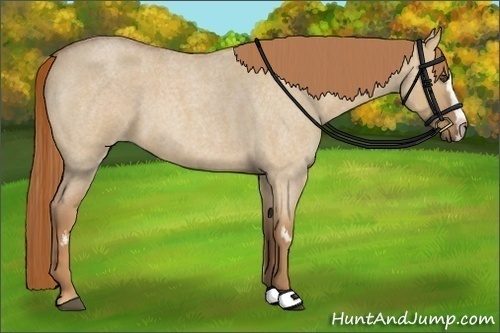 Horse Color:Red Dun Roan Splash Frame Rabicano