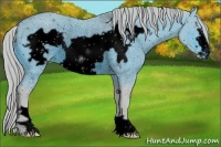 Horse Color:ERROR: UNKNOWN ANOMALY