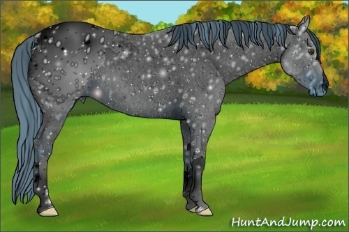 Horse Color:ERROR: UNKNOWN ANOMALY