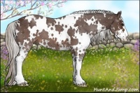 Horse Color:White Spotted Silver Brown Sabino 