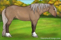Horse Color:Silver Bay Dun 