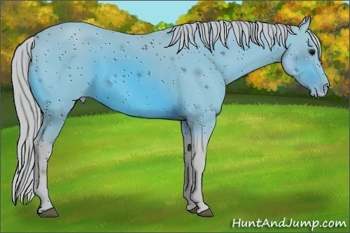 Horse Color:ERROR: UNKNOWN ANOMALY