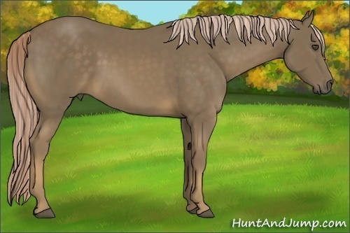 Horse Color:Chocolate Palomino 