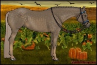 Horse Color:Chocolate Palomino 