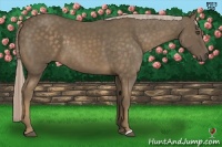 Horse Color:Chocolate Palomino 