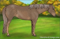 Horse Color:Chocolate Palomino 