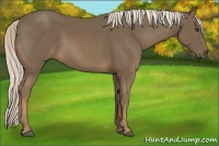 Horse Color:Chocolate Palomino 