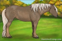 Horse Color:Chocolate Palomino 