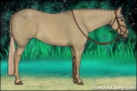 Horse Color:Chocolate Palomino Dun