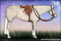 Horse Color:Cremello 