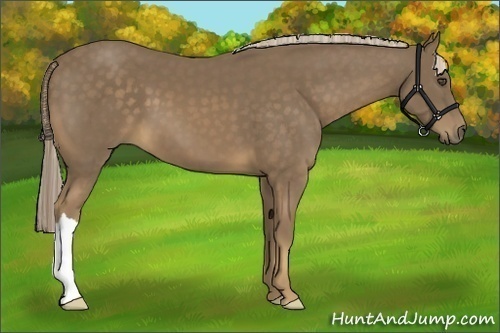 Horse Color:Chocolate Palomino 