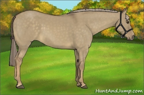 Horse Color:Chocolate Palomino Dun