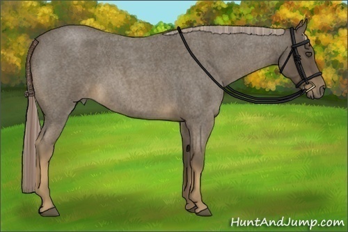 Horse Color:Chocolate Palomino Roan 