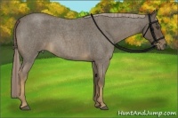 Horse Color:Chocolate Palomino Roan 