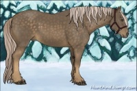 Horse Color:Chocolate Palomino 