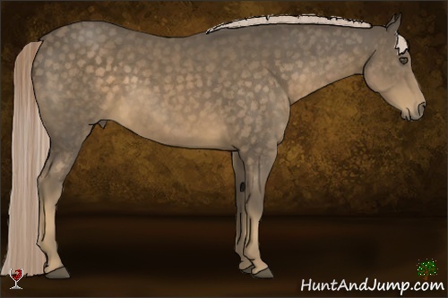 Horse Color:Chocolate Palomino 