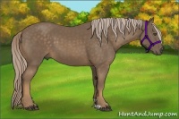 Horse Color:Chocolate Palomino 