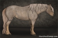 Horse Color:Chocolate Palomino Roan 