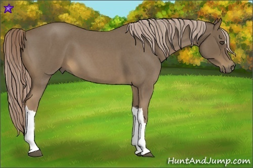 Horse Color:Chocolate Palomino Roan 