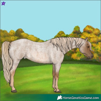 Horse Color:Chocolate Palomino Roan 