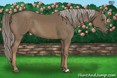Horse Color:Chocolate Palomino 