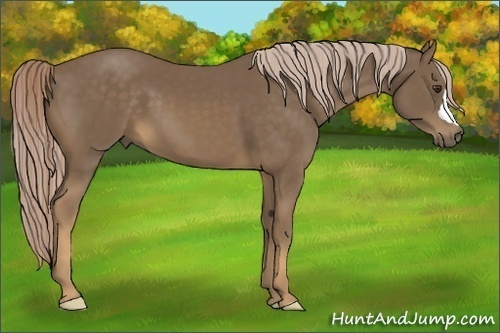 Horse Color:Chocolate Palomino 