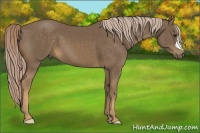 Horse Color:Chocolate Palomino 