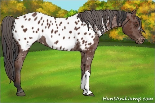 Horse Color:Bay Appaloosa