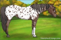 Horse Color:Bay Appaloosa 