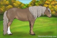 Horse Color:Chocolate Palomino 