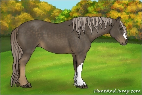 Horse Color:Chocolate Palomino 