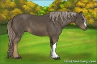 Horse Color:Chocolate Palomino