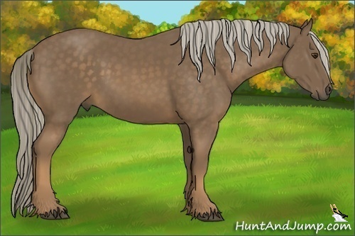 Horse Color:Chocolate Palomino 