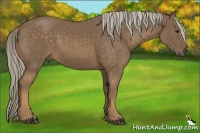 Horse Color:Chocolate Palomino 