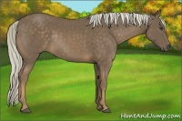 Horse Color:Chocolate Palomino Rabicano
