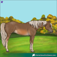 Horse Color:Chocolate Palomino 