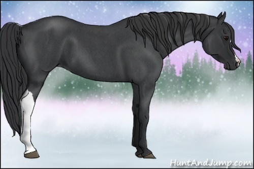 Horse Color:Blue Roan