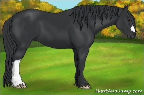 Horse Color:Black 