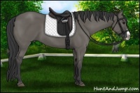 Horse Color:Grullo Splash 